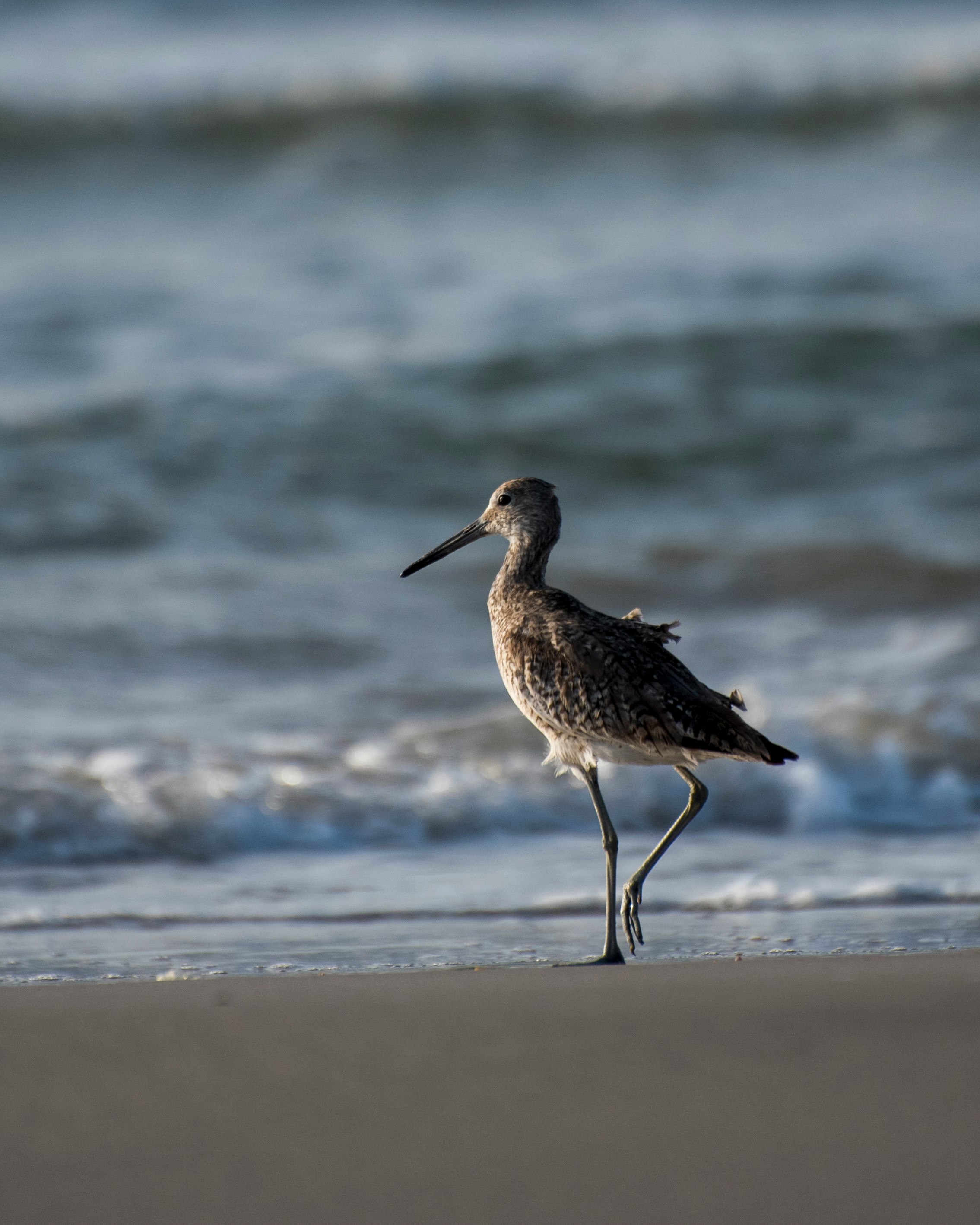 brown bird on beach shore during daytime